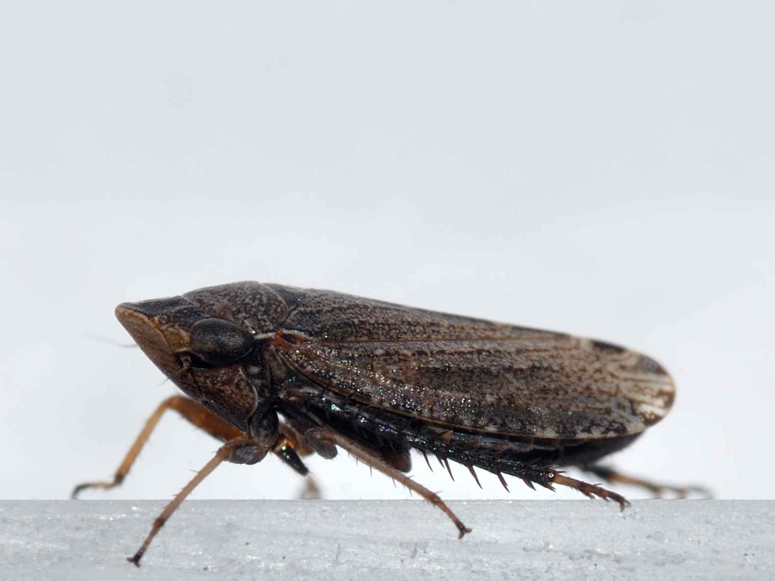 ID Cicalina - Aphrodes sp.
